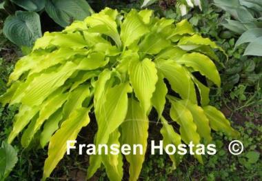 Hosta Frisian Pride
