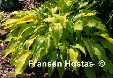 Hosta Frisian Pride