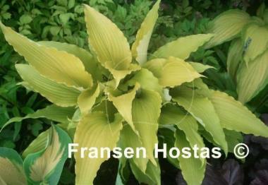 Hosta Frisian Pride