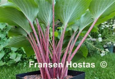 Hosta Frisian Red Surprise