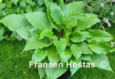 Hosta Frisian Red Surprise