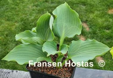 Hosta Frisian Ruffles