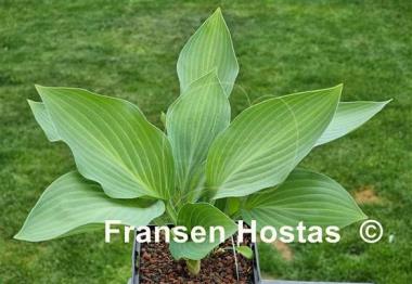 Hosta Frisian Two-Color