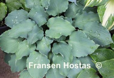 Hosta Frisian Waving Steel