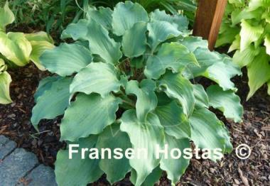 Hosta Frisian Waving Steel