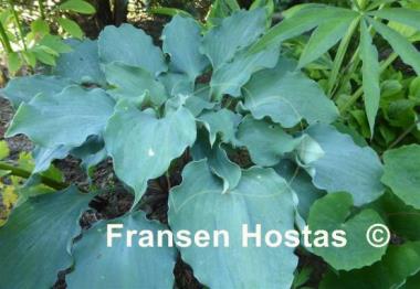 Hosta Frisian Waving Steel