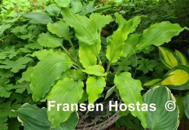 Hosta Frisian Yellow Waves