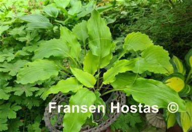 Hosta Frisian Yellow Waves 