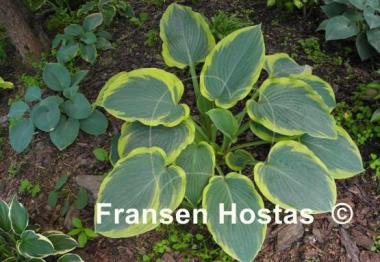 Hosta Frost Giant