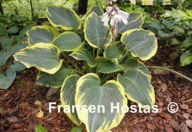 Hosta Frost Giant