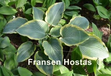 Hosta Frost Giant