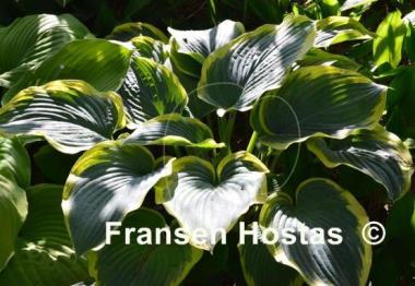 Hosta Frost Giant