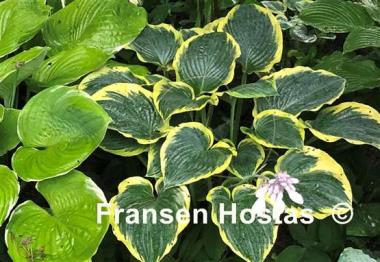 Hosta Frost Giant