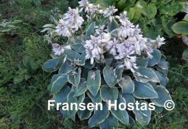 Hosta Frosted Dimples