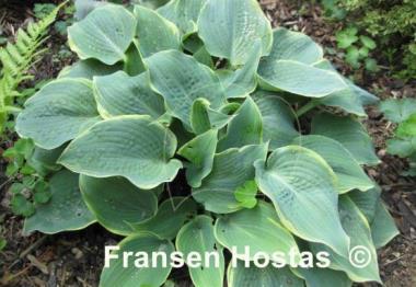 Hosta Frosted Dimples