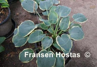 Hosta Frosted Dimples