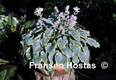 Hosta Frosted Dimples