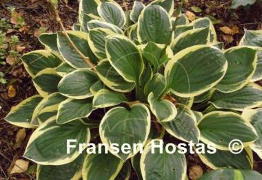 Hosta Frosted Frolic