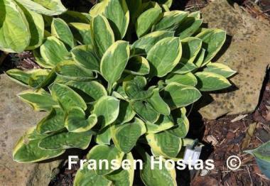 Hosta Frosted Frolic