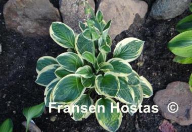 Hosta Frosted Frolic