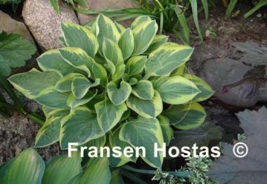 Hosta Frosted Frolic