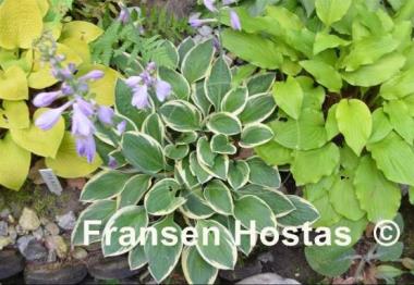 Hosta Frosted Frolic