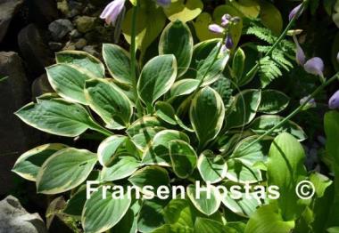 Hosta Frosted Frolic