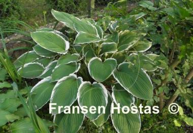 Hosta Frosted Jade