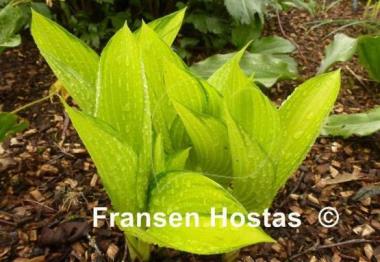 Hosta Frosted June