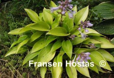 Hosta Frosted June
