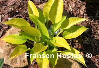 Hosta Frosted June