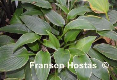Hosta Frosted June
