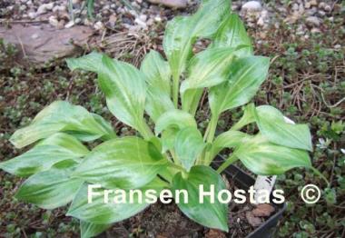 Hosta Frosted Mini Hearts