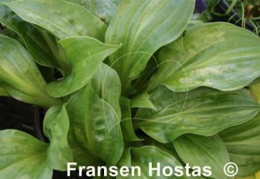 Hosta Frosted Mini Hearts