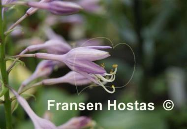 Hosta Frosted Mini Hearts