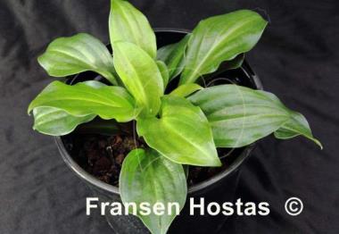 Hosta Frosted Mini Hearts