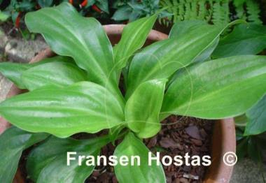 Hosta Frosted Mini Hearts