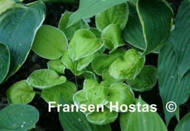 Hosta Frosted Mini-muffins