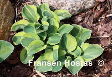 Hosta Frosted Mouse Ears