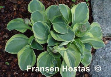 Hosta Frosted Mouse Ears
