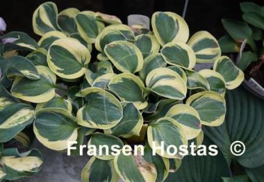 Hosta Frosted Mouse Ears