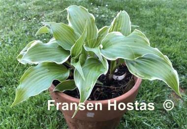 Hosta Frosted Raspberry