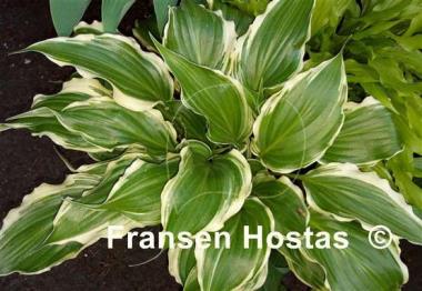 Hosta Frosted Raspberry