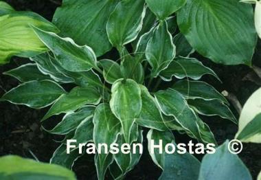Hosta Frosted Raspberry
