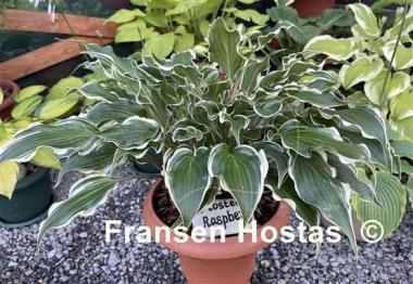 Hosta Frosted Raspberry