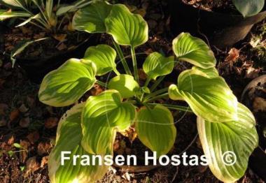 Hosta Frozen Margarita
