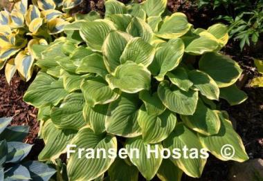 Hosta Frozen Margarita