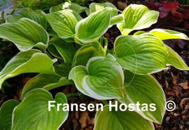 Hosta Frozen Margarita