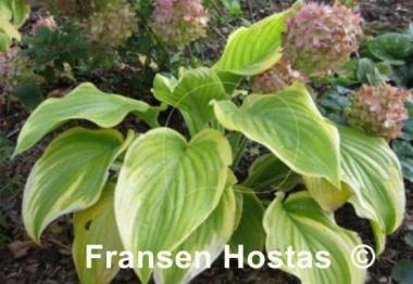 Hosta Frozen Margarita