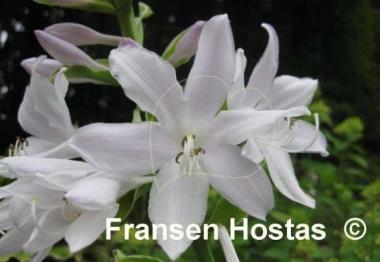 Hosta Frozen Margarita